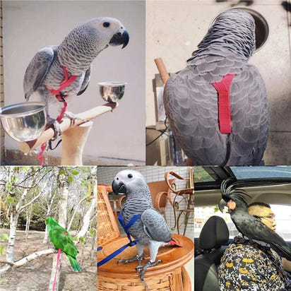 Bird Freedom Harness: Fly And Explore With Your Feathered Friend